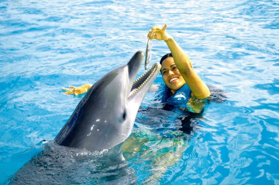 swimming with dolphins - Egypt tour Magic
