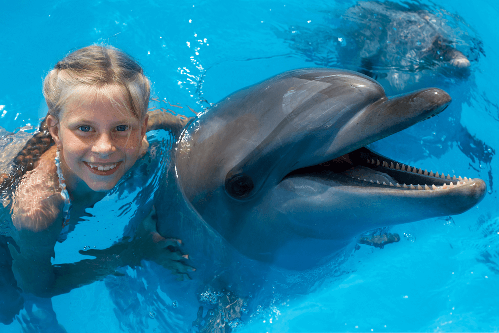 swimming with dolphins - Egypt tour Magic