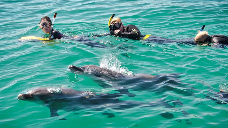 swimming with dolphins - Egypt tour Magic