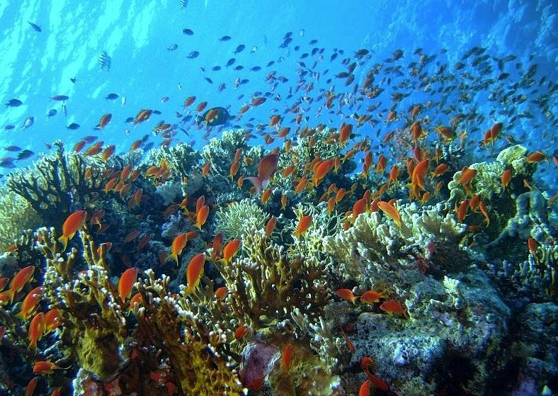 Carless Reef- Egypt tour magic