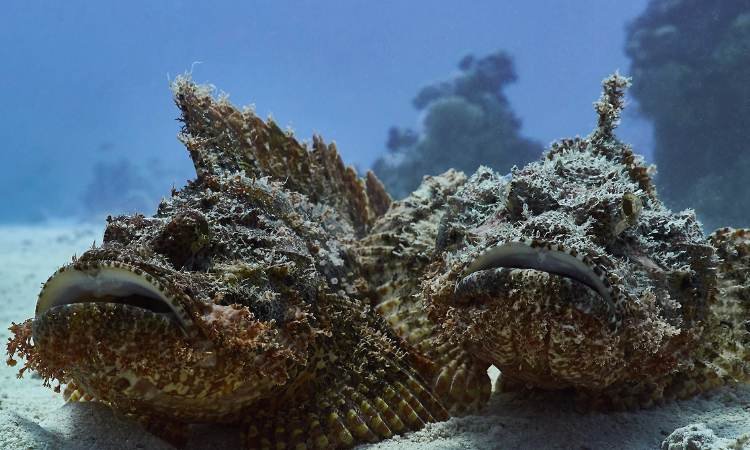 El Fanadir Reef -Egypt tour magic