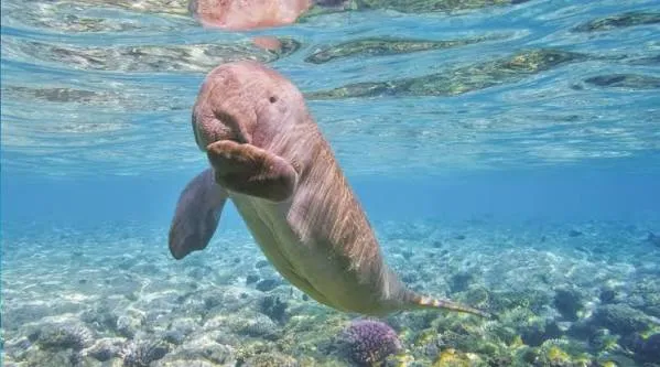 Abu Dabbab Beach Marsa Alam - Egypt tour Magic