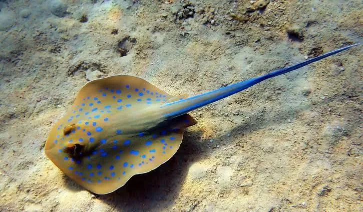 Blue-Spotted Stingray - Egypt tour Magic