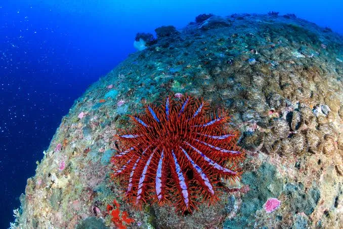 Crown-of-Thorns Starfish- Egypt tour Magic