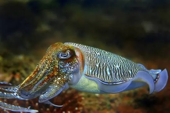 Cuttlefish - Egypt tour Magic