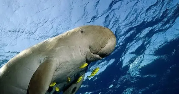 Dugong - Egypt tour Magic