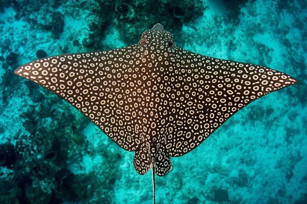 Eagle Ray - Egypt tour Magic