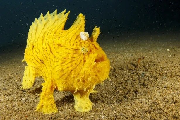 Frogfish- Egypt tour Magic