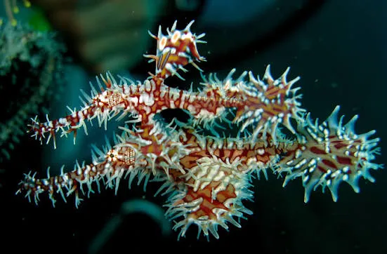 Ghost Pipefish- Egypt tour Magic