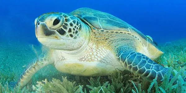 Green Sea Turtle - Egypt tour Magic