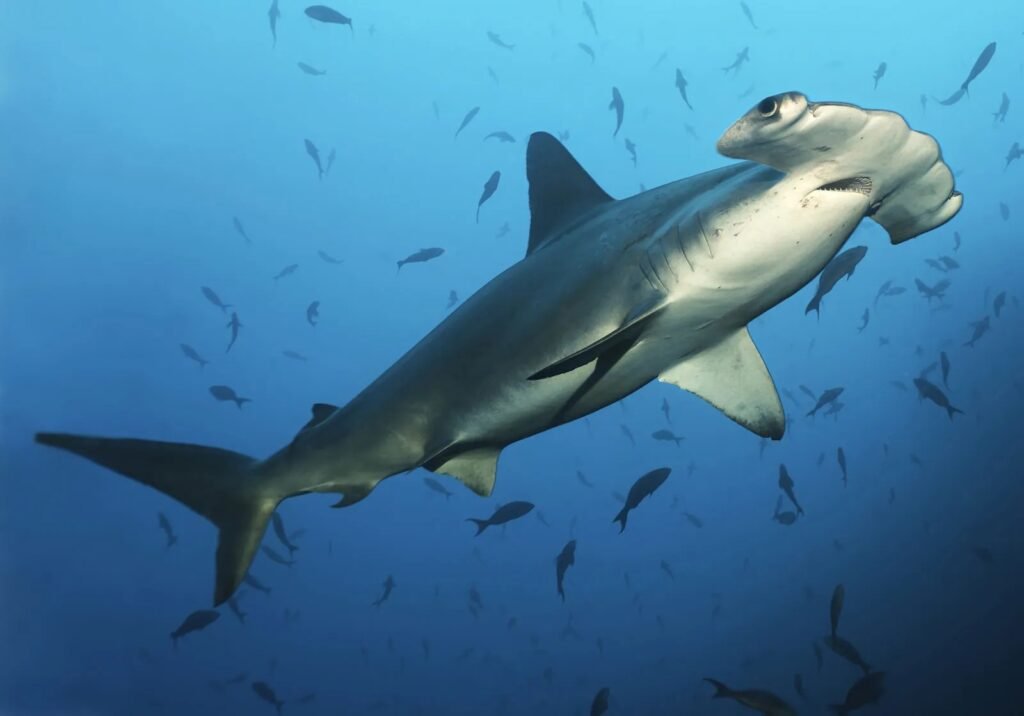 Hammerhead Shark - Egypt tour Magic