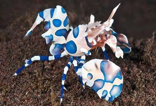 Harlequin Shrimp - Egypt tour Magic