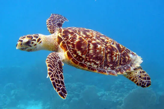 Hawksbill Sea Turtle - Egypt tour Magic