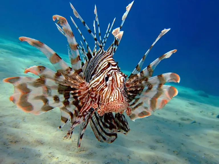 Lionfish - Egypt tour Magic