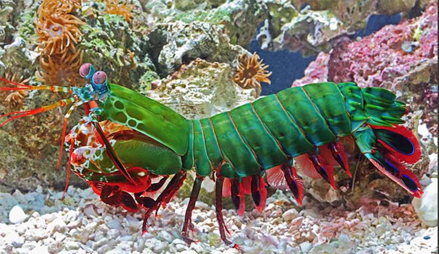 Mantis Shrimp - Egypt tour Magic
