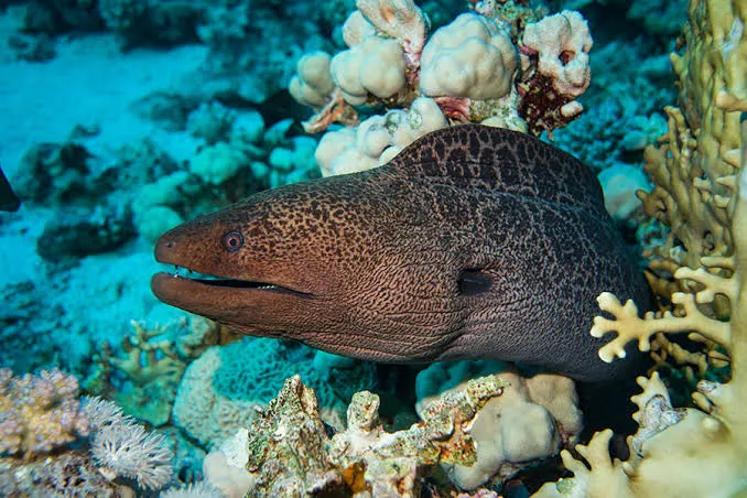 Moray Eel - Egypt tour Magic