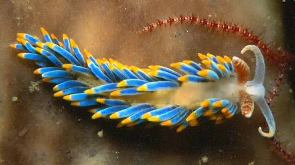 Nudibranch - Egypt tour Magic
