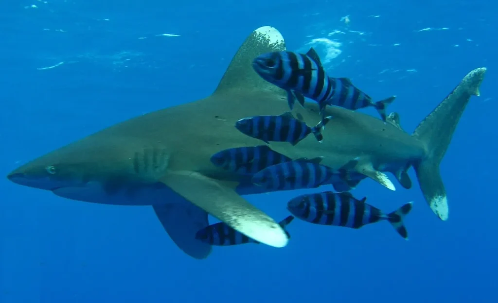 Oceanic Whitetip Shark - Egypt tour Magic