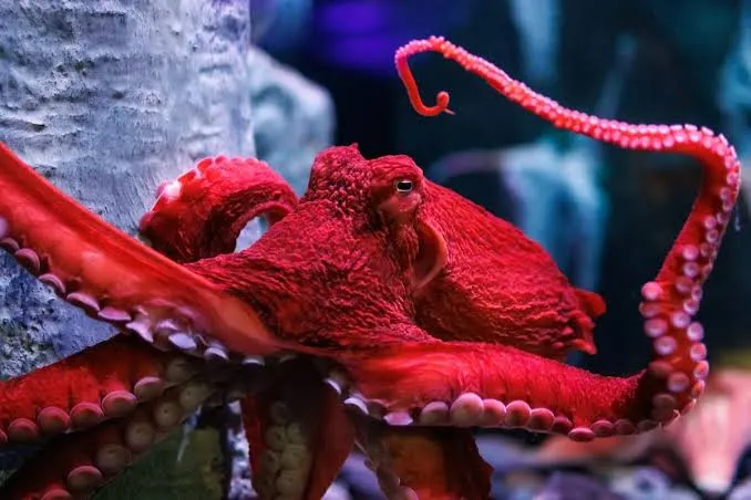 Octopus- Egypt tour Magic