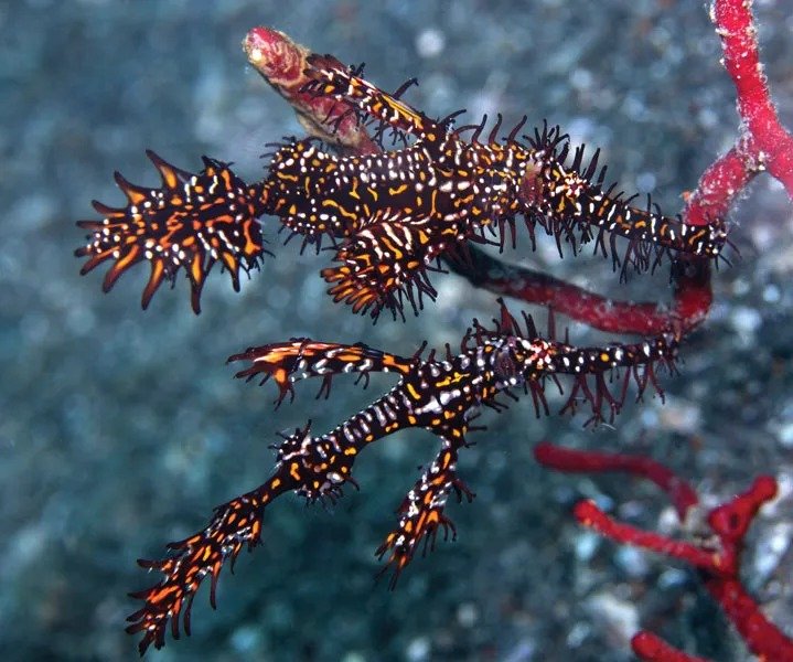 Ornate Ghost Pipefish - Egypt tour Magic