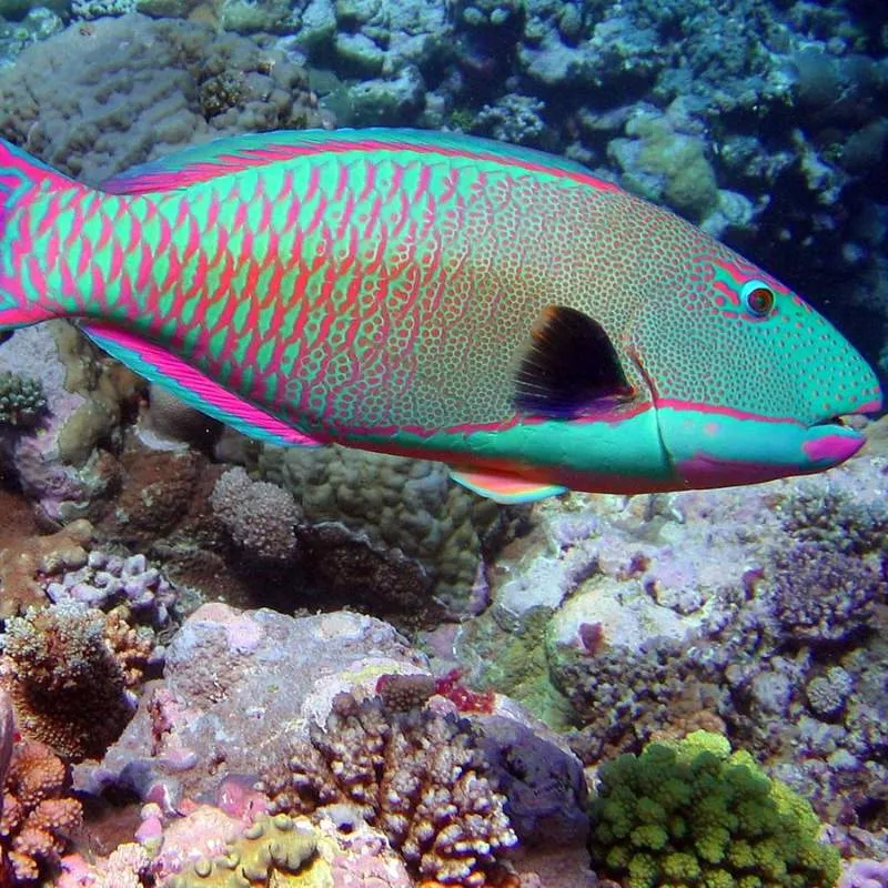 Parrotfish- Egypt tour Magic