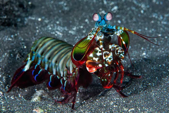 Peacock Mantis Shrimp - Egypt tour Magic