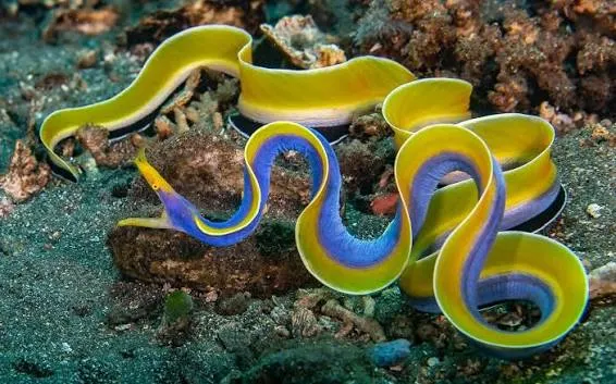 Ribbon Eel - Egypt tour Magic