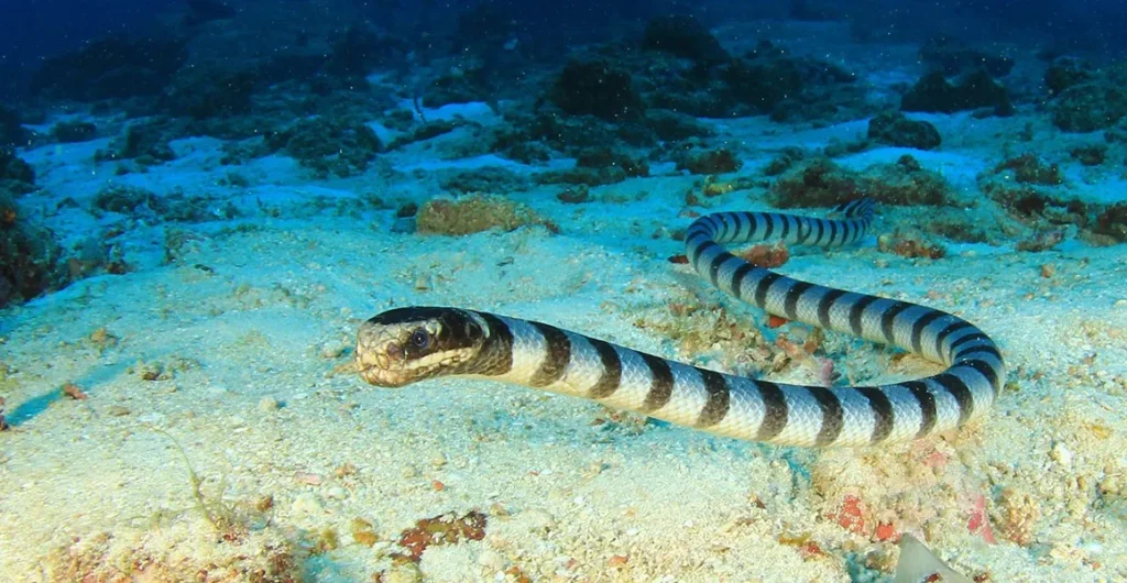 Sea Snake- Egypt tour Magic