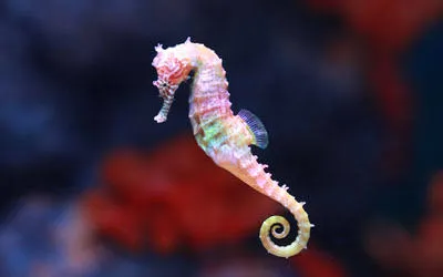 Seahorse- Egypt tour Magic