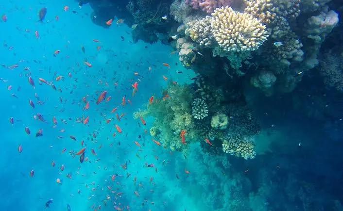Sharm El Luli Beach - Egypt tour Magic