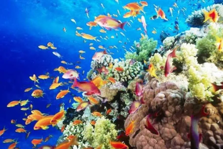 Sharm El Luli Beach - Egypt tour Magic