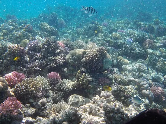 Sharm El Luli Beach - Egypt tour Magic