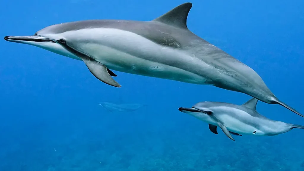 Spinner Dolphin - Egypt tour Magic