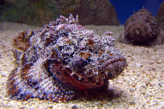 Stonefish - Egypt tour Magic