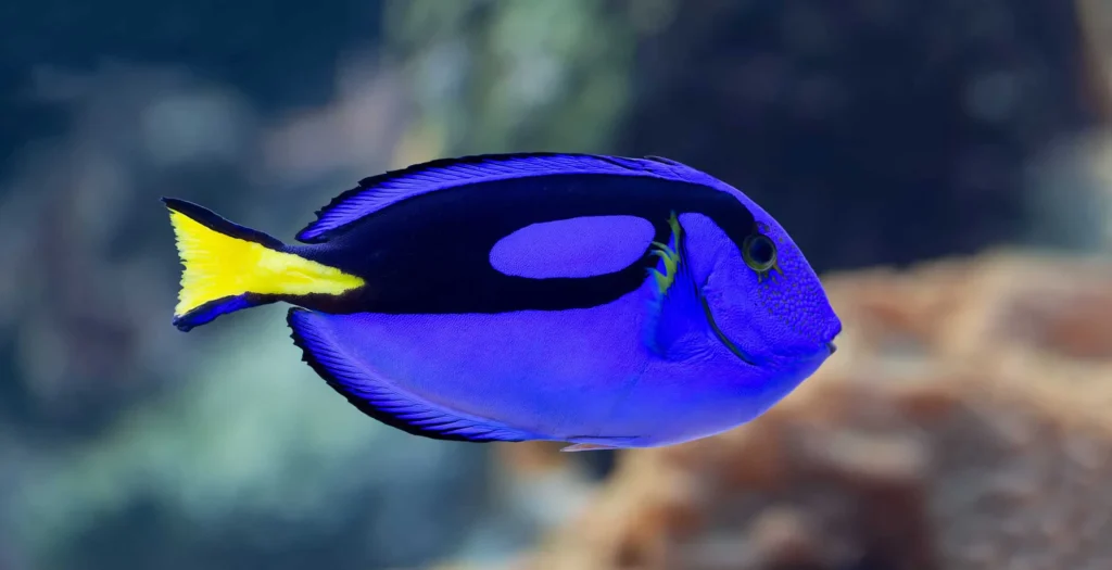 Surgeonfish - Egypt tour Magic