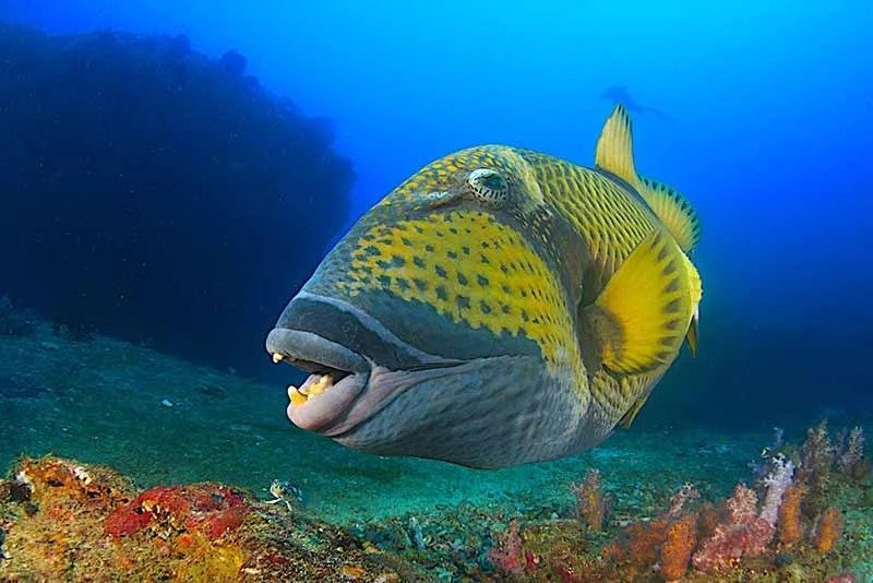 Triggerfish - Egypt tour Magic