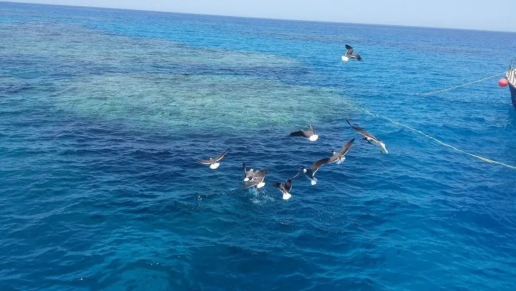 Wadi El Qulaan - Egypt tour Magic