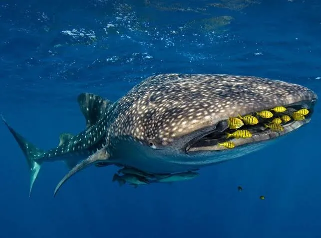 Whale Shark - Egypt tour Magic