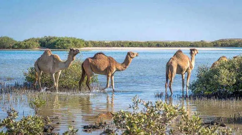 wadi el gemal national park