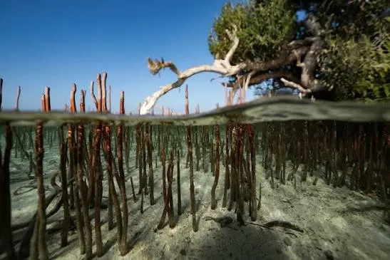 wadi el gemal national park