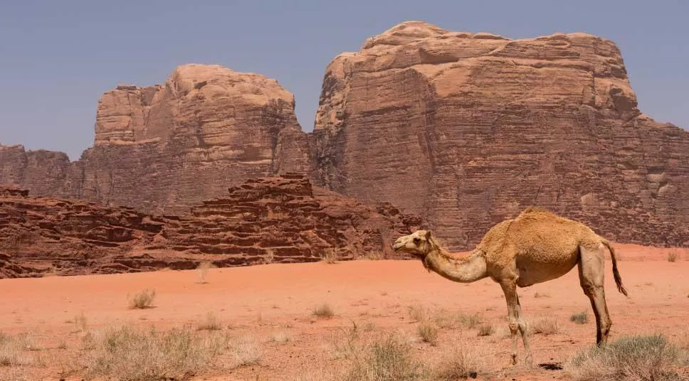 wadi el gemal national park