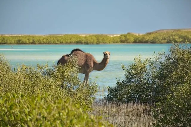wadi el gemal national park
