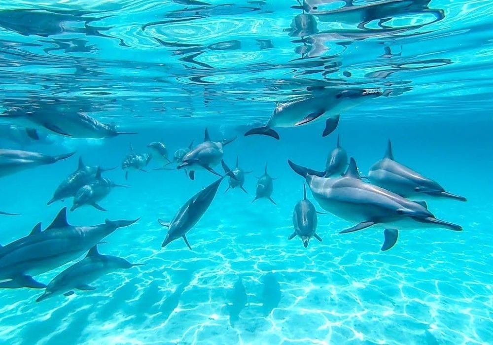 Dolphin- egypt tour magic