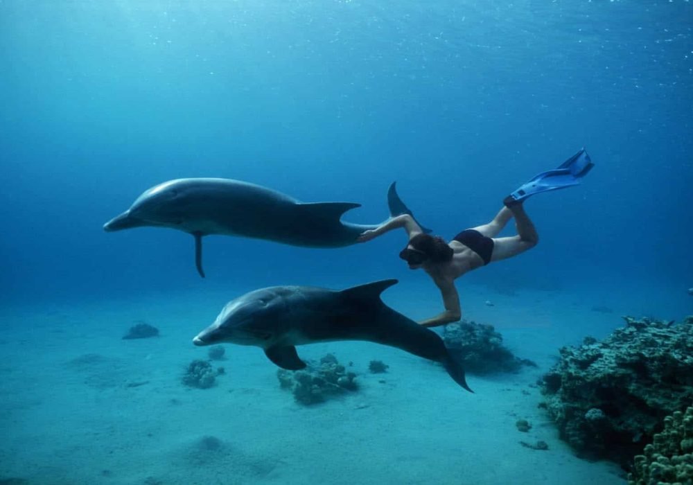 Dolphin House - Egypt tour magic