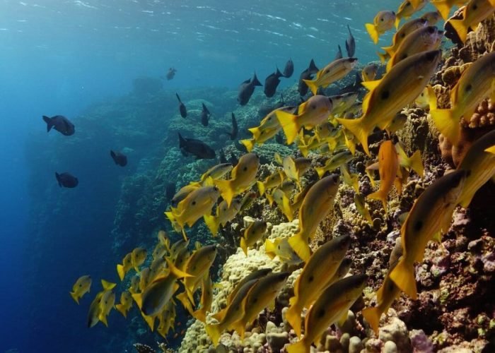 Elphinstone Reef- Egypt tour magic