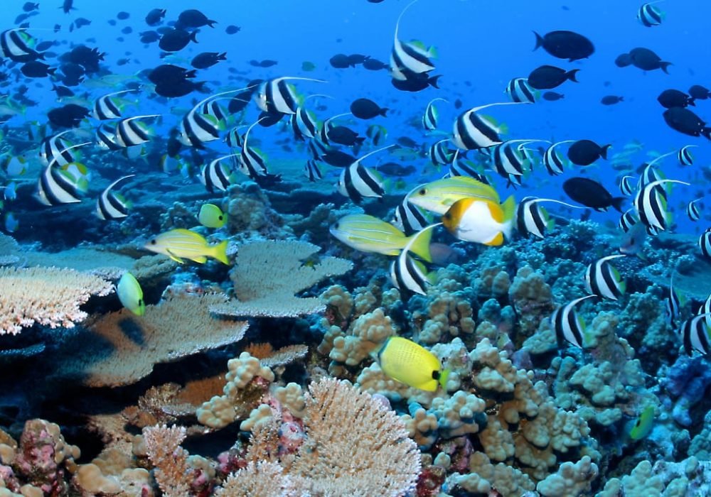 Marine Life and Coral Reefs - Egypt tour magic