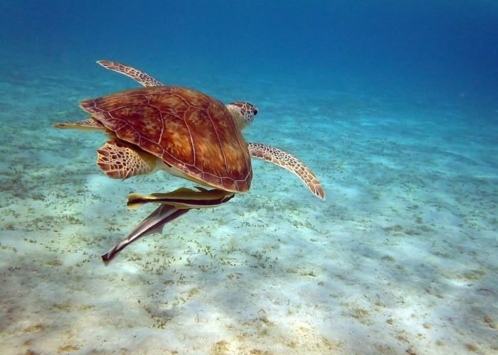 Marsa Alam the Hidden Gem of the Red Sea
