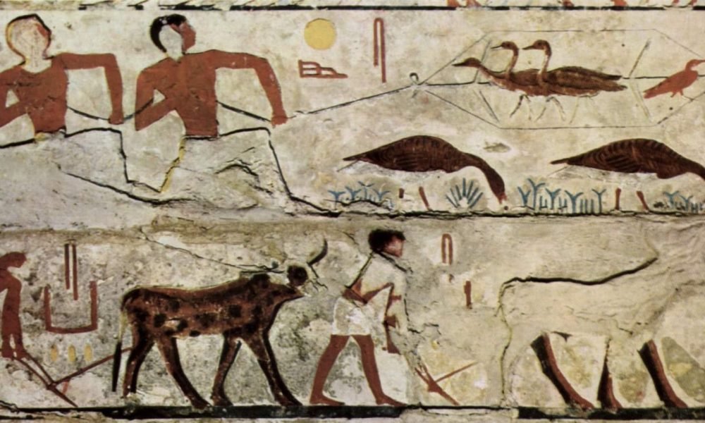 Meat and Fish