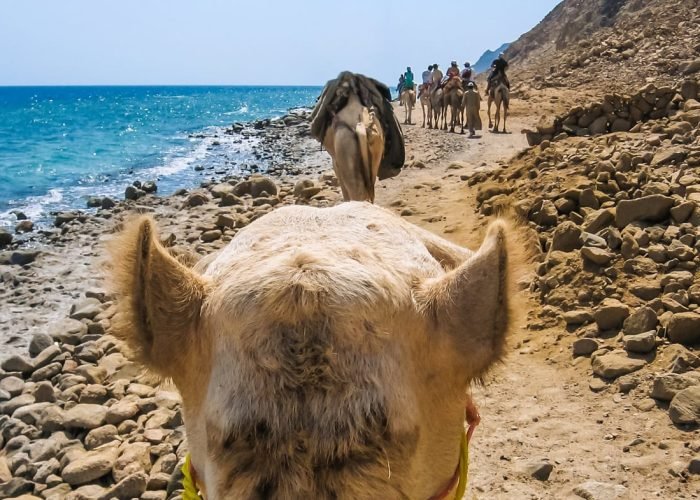 Ras Abu Galum-Egypt tour magic