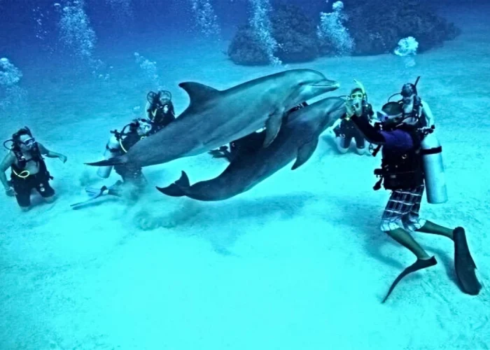 Samadai Reef (Dolphin House)